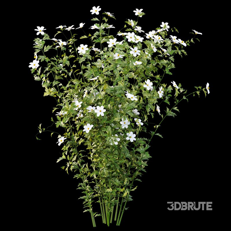 Different bush 17 Image 4