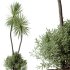 AV Indoor Plants Set 246 Ficus Braid and Beech Olea and Bonsai Pinus and Spineless Yucca and Olive - Thumbnail 4