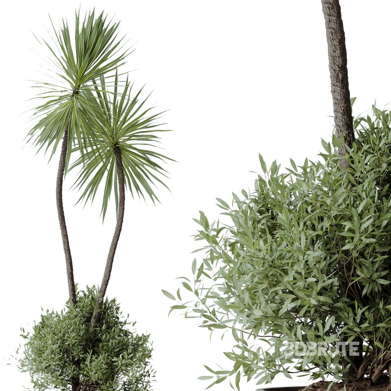 AV Indoor Plants Set 246 Ficus Braid and Beech Olea and Bonsai Pinus and Spineless Yucca and Olive Image 4