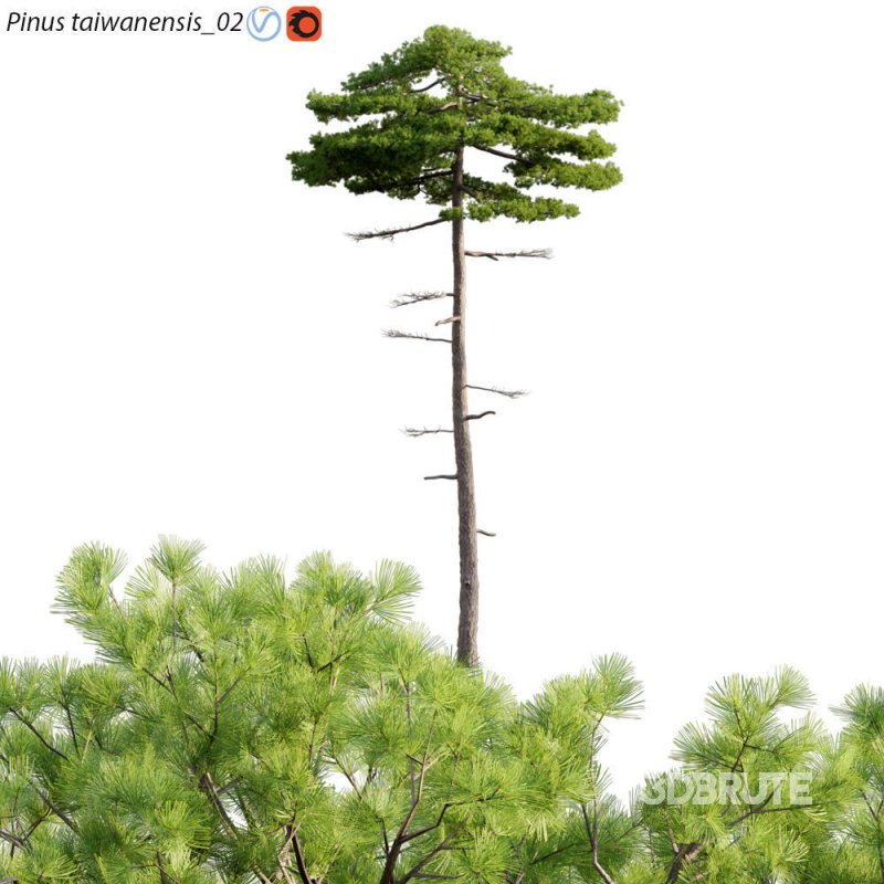 Pinus taiwanensis – Taiwan red pine – Pine 02 Image 1