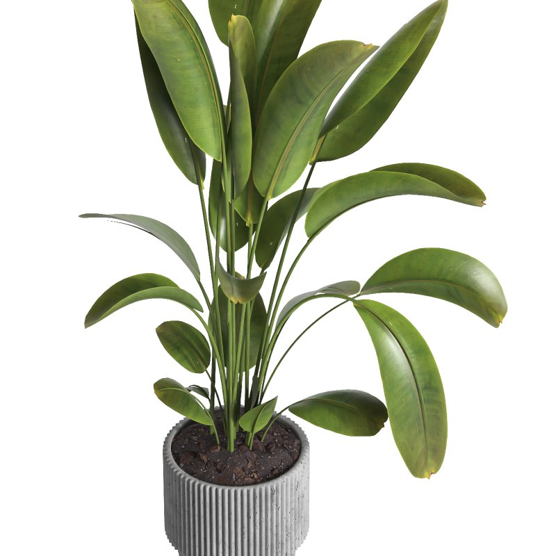 indoor plant 038 Image 3