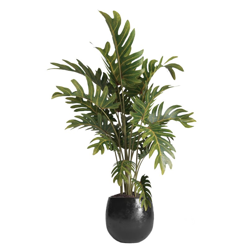 indoor plant 036 Image 2