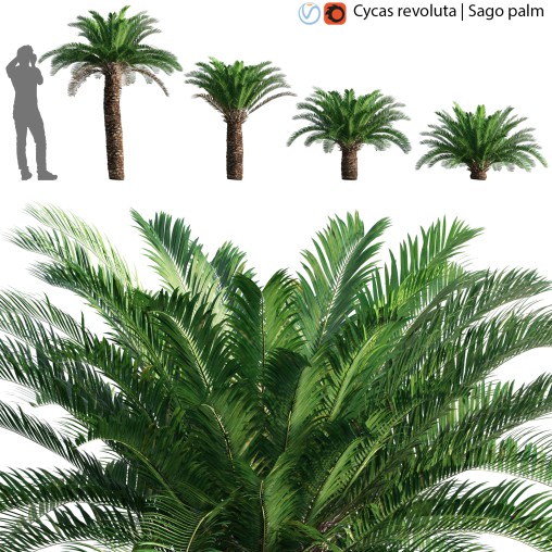 Cycas revoluta – Sago palm – 02