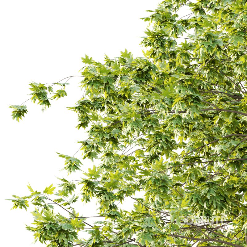 Acer Pseudoplatanus Tree 08 Image 3