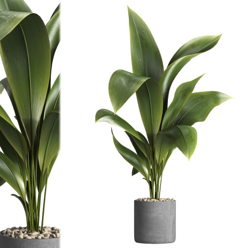 indoor plant 027