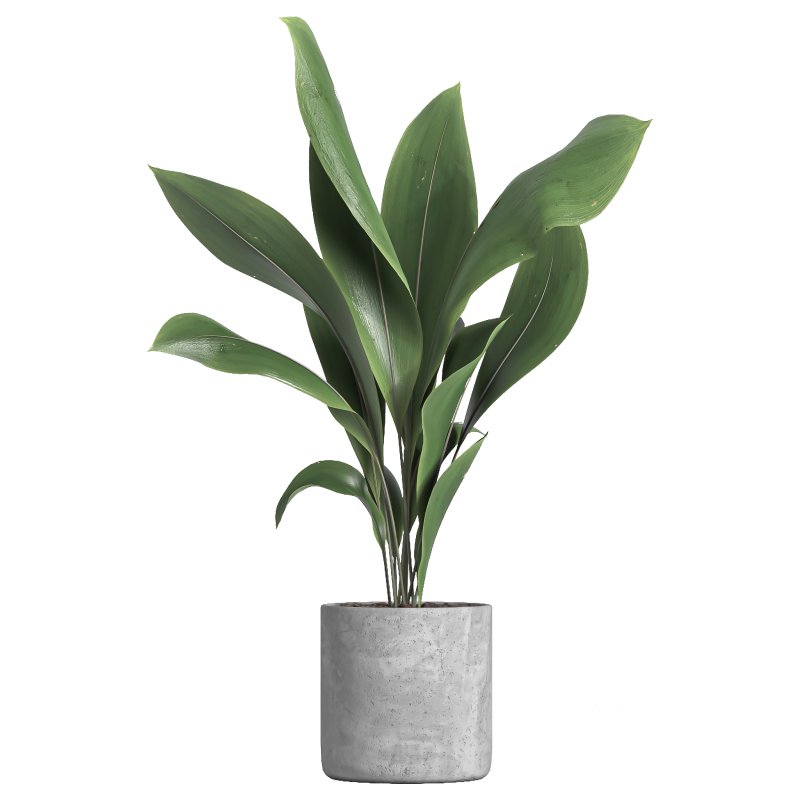 indoor plant 034 Image 3