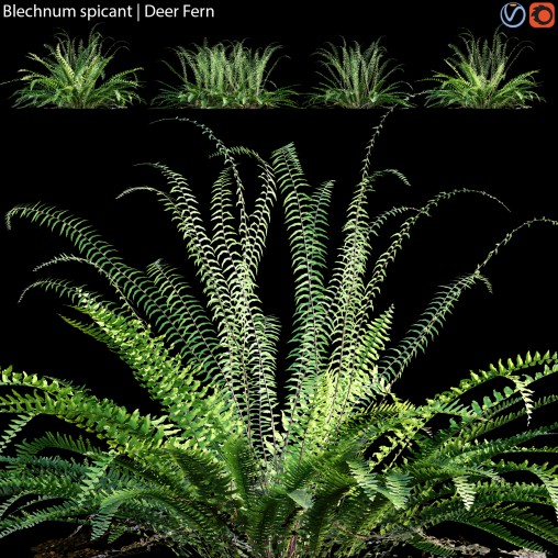 Blechnum spicant – Deer Fern – 02