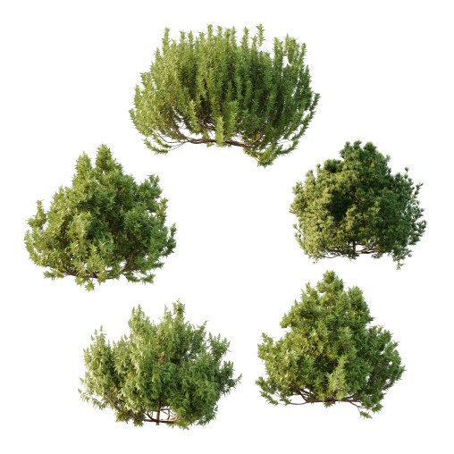 Different bush 26