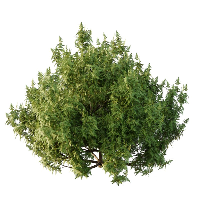 Different bush 26 Image 1