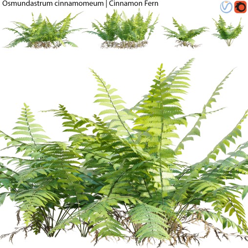 Osmundastrum cinnamomeum – Cinnamon Fern – 02