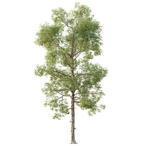 AV Plants Carya Glabra Ovalis Caryer Rouge Hickory