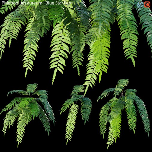 Phlebodium aureum – Blue Star Fern – 01