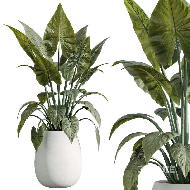 AV Indoor Plants Set 244 Ficus Indian Spineless Yucca Zamiifolia Mission Olive Alocasia Image 3