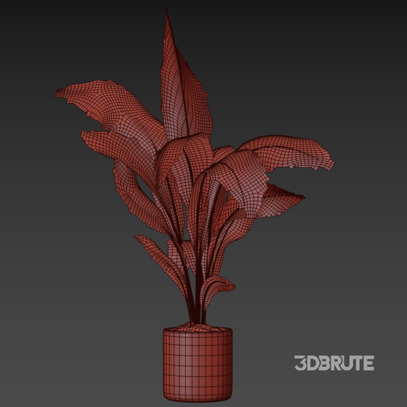 indoor plant 021 Image 4