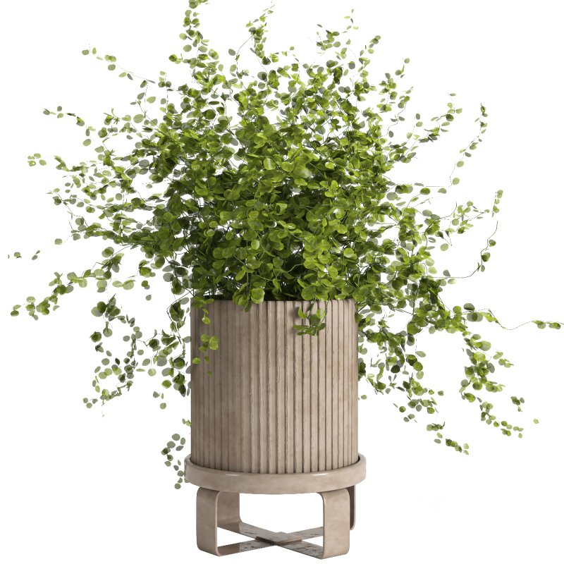 Indoor plant 011 Image 2