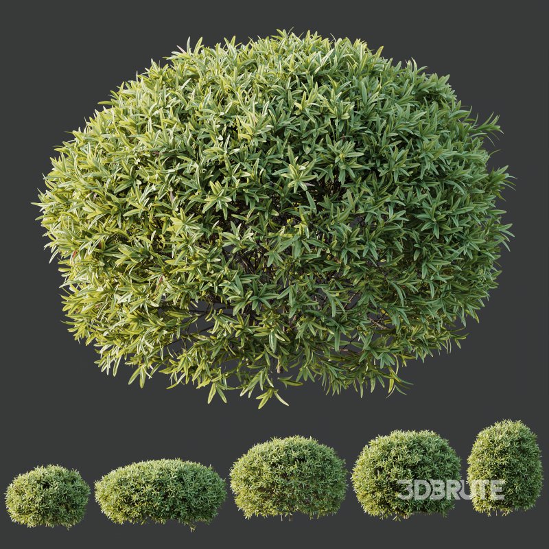 AV Spring bushes Kapebonavista Lutea Golden Shrimp and Phillyrea Rosemarinifolia Nana Image 10