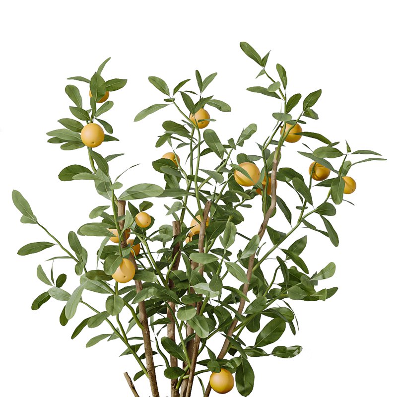 AV Indoor Plants Set 242 Euphorbia Sunshine and Wilsonii Olive and China Orange Tree and Ficus Elastica and Fittingly Elephant Image 1