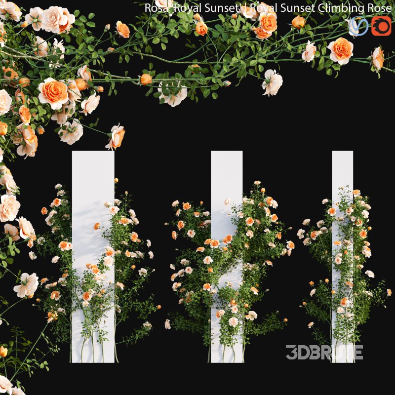 Royal Sunset Climbing Rose 03 Image 1