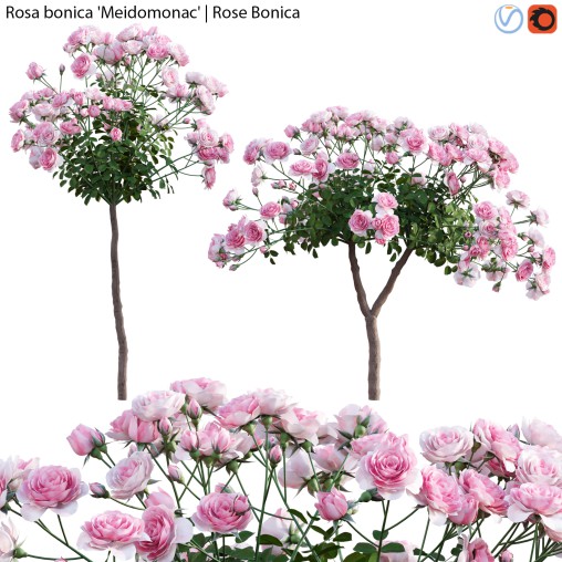 Rose | Rosa bonica Meidomonac | Rose Bonica – 02