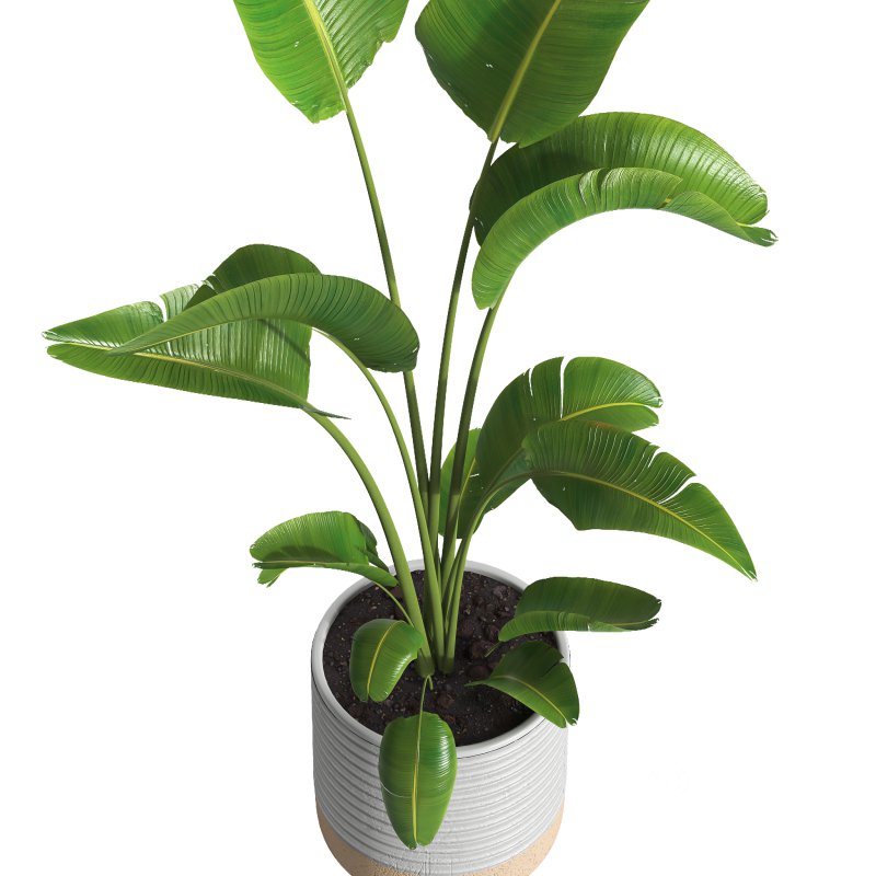 indoor plant 032 Image 3