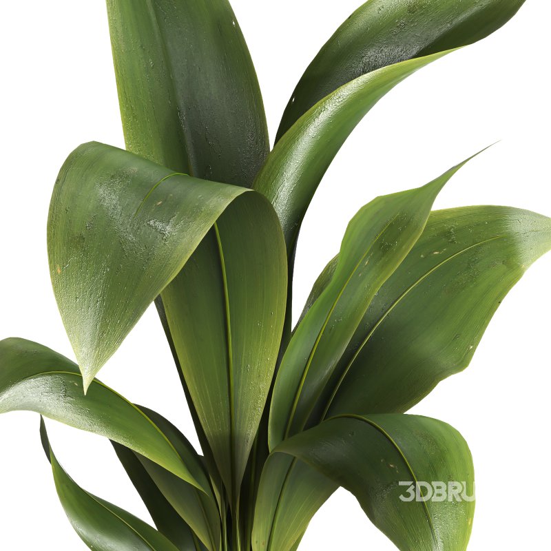 indoor plant 027 Image 4