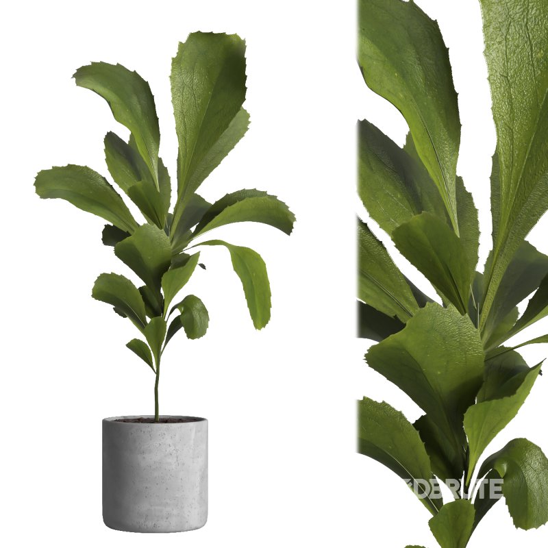 indoor plant 024 Image 1