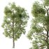 AV Plants Carya Glabra Ovalis Caryer Rouge Hickory02 - Thumbnail 1