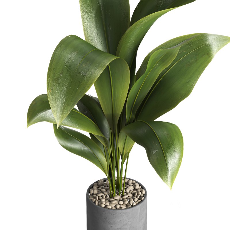 indoor plant 027 Image 3