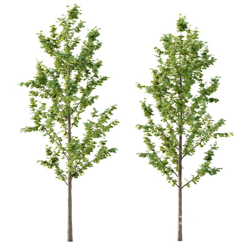 Acer Pseudoplatanus Tree 03 Image 2