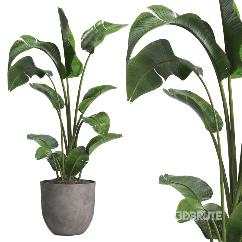 indoor plant 09 Image 1