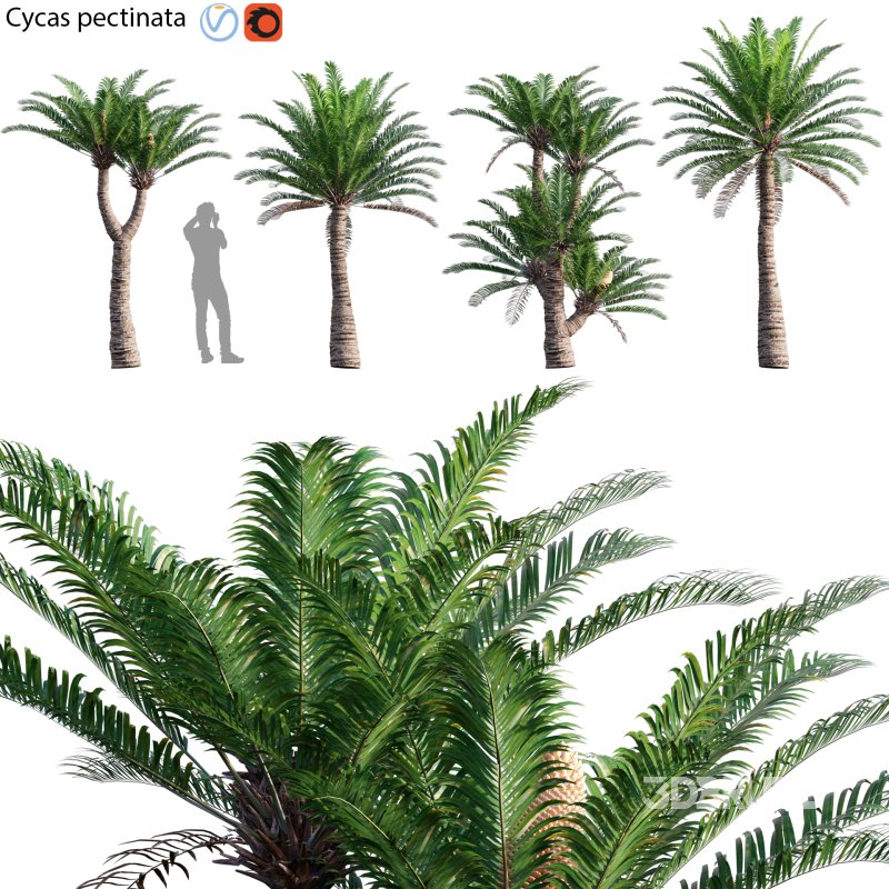 Cycas pectinata 01 Image 1