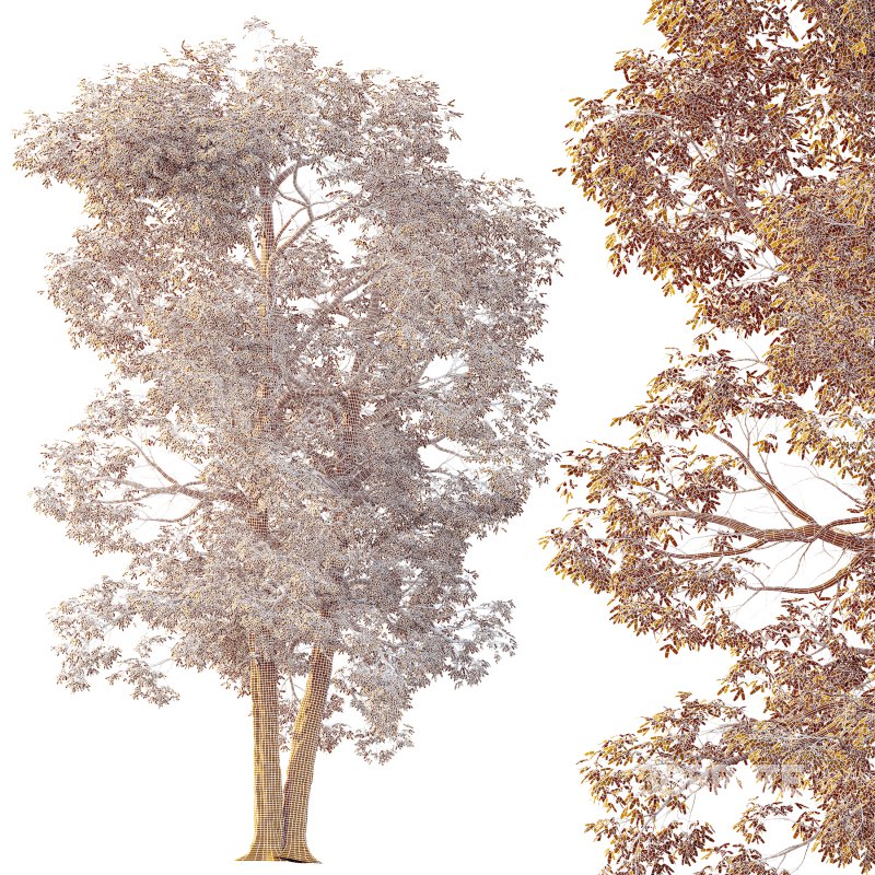 AV Plants Carya Glabra Ovalis Caryer Rouge Hickory03 Image 4