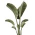 AV Indoor Plants Set 241 Olive Palm Bird Of Paradise Sansevieria Ficus Fig - Thumbnail 4