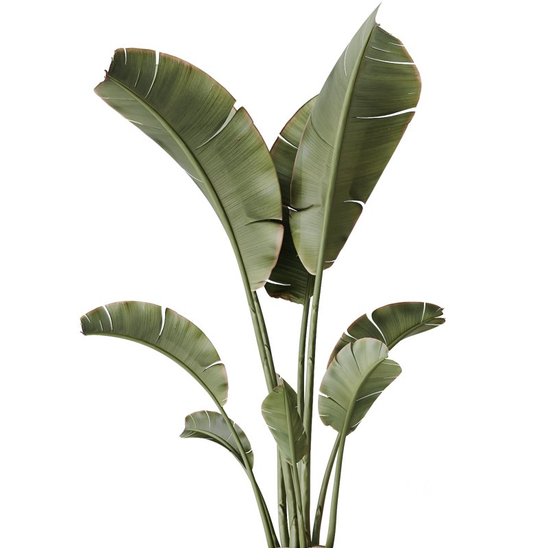 AV Indoor Plants Set 241 Olive Palm Bird Of Paradise Sansevieria Ficus Fig Image 4