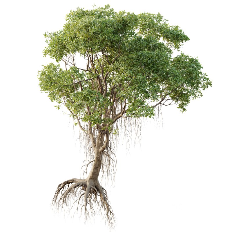 AV Plants Mangrove Gray Avicennia Marina04 Image 1