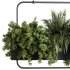 Indoor plants- Hanging Plants in Box- set178 - Thumbnail 4