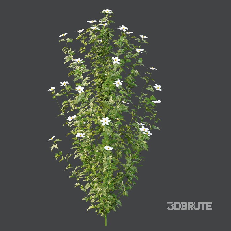 romneya coulter Argyrocytisus battandieri Tibouchina Semidecandra Plant Image 2