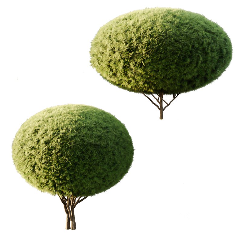 Pinus Mugo Bush0022 Image 1