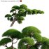 Podocarpus macrophyllus 06 - Thumbnail 1