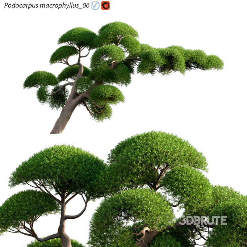 Podocarpus macrophyllus 06 Image 1