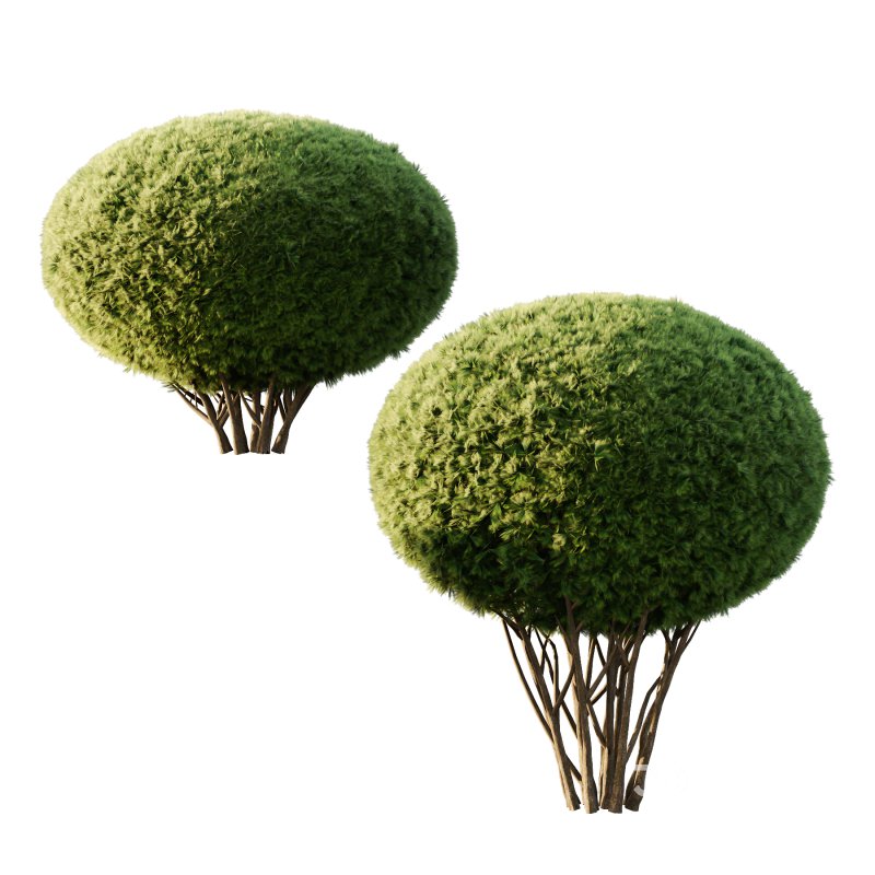 Pinus Mugo Bush003 Image 3