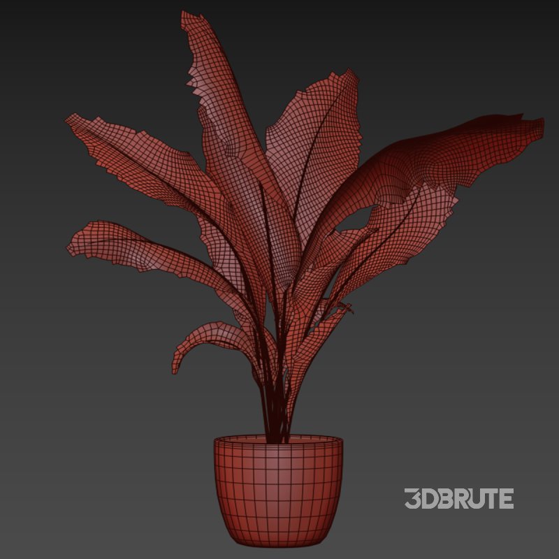 indoor plant 025 Image 4