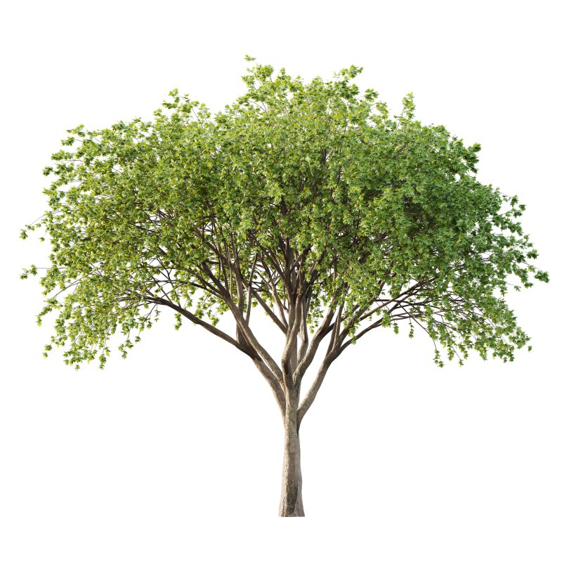 Acer Pseudoplatanus Tree 08 Image 2