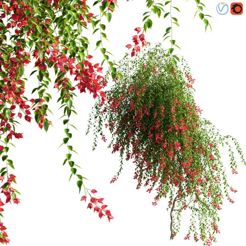 Bougainvillea – 07 Image 1