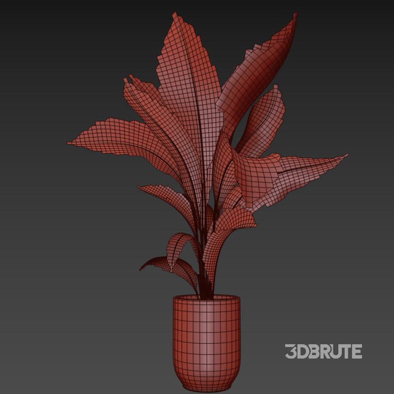 indoor plant 029 Image 5