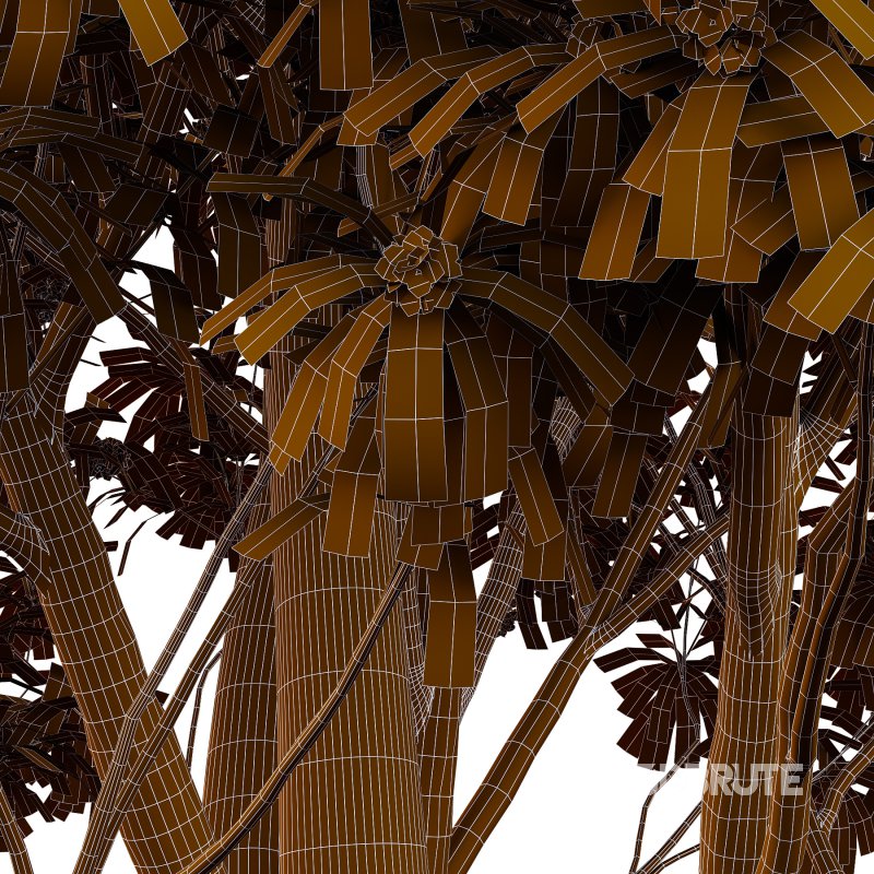 Water Gum Tree 01 Image 2