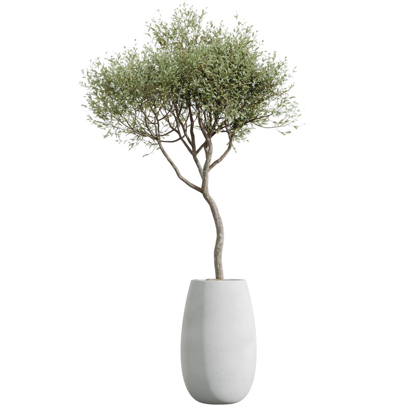 AV Indoor Plants Set 244 Ficus Indian Spineless Yucca Zamiifolia Mission Olive Alocasia Image 1