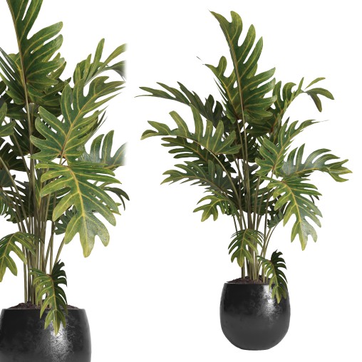 indoor plant 036