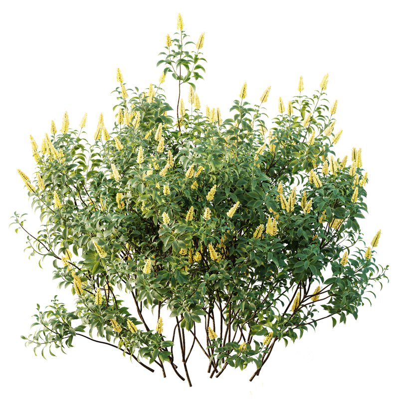 AV Spring bushes Kapebonavista Lutea Golden Shrimp and Phillyrea Rosemarinifolia Nana Image 3