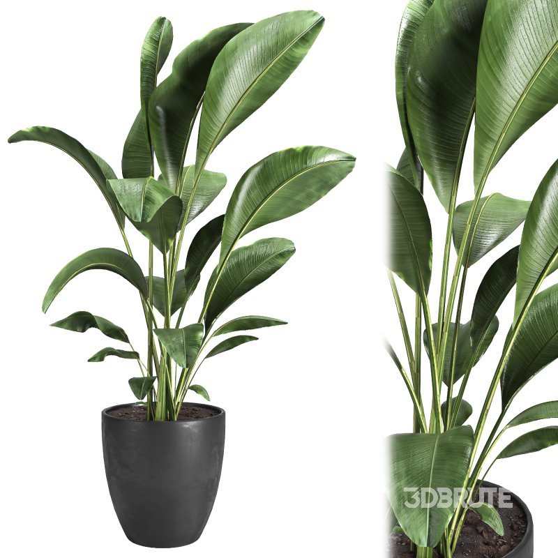 Indoor plant 10 Image 1